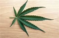 medical cannabis business three - 1