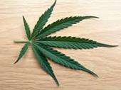 medical cannabis business three